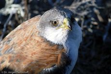 Rotrückenbussard (1 von 19).jpg